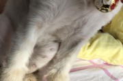 母猫配种后多久怀孕？（了解母猫的繁殖周期和怀孕期）