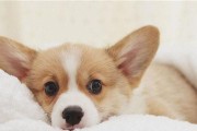 春夏柯基犬饲养指南（让你的宠物健康快乐的生活）