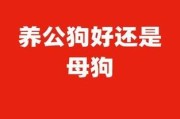 狗狗绝育，责任与关怀（为你的宠物做出明智选择）