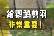 养鹦鹉新手入门必知（如何正确喂养鹦鹉，让其健康快乐成长）