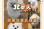博美犬公母哪个更好？（分析博美犬公母的优缺点，一目了然）
