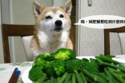 狗狗能吃米饭吗？答案揭晓！（狗狗饮食中的重要组成部分以及合理用量掌握要领）