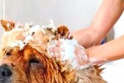 金毛幼犬换毛补救措施