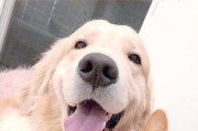 狗狗为何会掉毛？（了解掉毛原因，打造健康毛发）