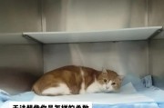 为什么选择养橘猫（探索养橘猫的好处及其适合性）