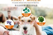小猫感冒的治疗与抗生素选择（了解小猫感冒的症状和抗生素治疗的关键）