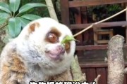什么动物能认识主人？（动物中的主人识别专家）