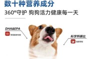 泰迪犬的成长阶段（合理喂养是泰迪健康成长的关键）