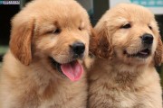 金毛幼犬的纯度问题（如何判断金毛幼犬的纯净性）