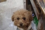 白天上班2个月幼犬的照顾指南（全面了解幼犬需求，让您安心上班）