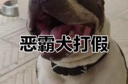 恶霸犬（以恶霸犬看家护院的优势及适应性）