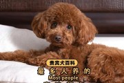 探索泰迪犬各种颜色的魅力（了解泰迪犬不同颜色品种的特点与饲养要点）