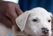 猫咪得了狂犬病！（如何预防和治疗？）