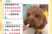 狗狗驱虫频率的重要性（合理驱虫，守护狗狗健康）