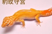 豹纹守宫的寿命究竟有多长？（探秘豹纹守宫的生命力和寿命限制）