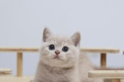 常见的英短猫（探索英短猫身上常见的三种颜色及其特点）