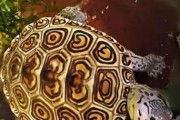 德州锦钻纹龟的饲养方法（科学养殖，健康成长）