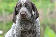 如何养护德国长毛指示犬（长毛指示犬的饲养方法及注意事项）