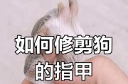 了解泰迪犬的指甲护理（维护泰迪犬爪子的关键要素）