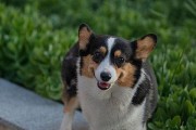 以威尔斯柯基犬的性格为主题的文章（探究威尔斯柯基犬的性格特征及宠物饲养要点）