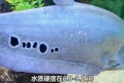 七星刀鱼的快速生长关键因素（以食物为基础的养殖管理策略）