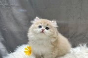 猫咪打完疫苗后吐什么？——了解猫咪打疫苗后的副作用（猫咪打完疫苗后吐出白色泡沫的原因及处理方法）