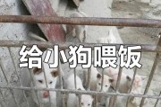 狗多久可以吃米饭？（探究狗狗饮食中米饭的适宜时机与注意事项）