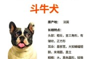 法国斗牛犬的优缺点与养育考量（了解法国斗牛犬的特点，决定是否适合养宠）