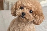 泰迪犬一生的五个阶段（从幼犬到老年犬，泰迪犬生命周期的关键阶段）