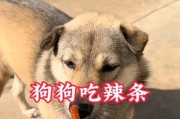 让你的狗狗壮壮的秘密食物剖析（揭秘狗狗健康成长的关键饮食摄入，）