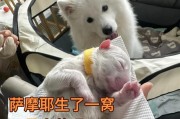 幼犬萨摩耶的饮食需求（羊奶粉喂食方式解析）