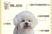 养比熊犬需要注意的问题（痕与髌骨的问题及解决方法）