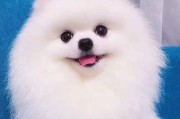 探索以茶杯犬是否是博美犬（了解茶杯犬易骨折的幼仔特点）