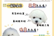 比熊幼犬饲养指南（正确的比熊幼犬饲养方法，让你的宠物健康成长）
