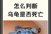 乌龟死亡与冬眠的辨别方法（如何判断乌龟的生死及冬眠状态）