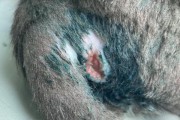如何治疗猫身上长结痂（选择合适的药物是关键）