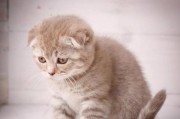 折耳猫的健康问题与养育禁忌（探究折耳猫的健康隐患与适宜养育条件）