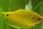 《盘点最受欢迎的十大观赏鱼》（令人心驰神往的水族世界与美丽生物）
