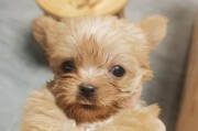 约克夏犬（探寻约克夏犬的特征、市场价格和养护技巧）