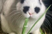 兔子的食谱（探索兔子喜爱的草类食物和其营养价值）