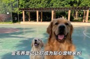 如何给金毛幼犬补充营养？（满足金毛幼犬的健康成长需求）