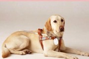 导盲犬（探索导盲犬的多样品种和功能）