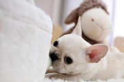 法国斗牛犬的饲养指南（健康、幸福和快乐的指南）