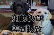 哪些狗适合以米饭为主食？（探索狗狗的饮食偏好，了解适合以米饭为主食的犬种）