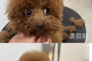 自己动手帮泰迪犬美容，省钱又有趣！（准备好工具，让你的泰迪犬焕发新颜）