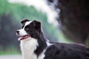 养护俄罗斯南部牧羊犬的技巧（从喂食到训练，学会护理你的犬类）