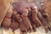 金毛犬的繁殖周期与配对时机（了解金毛犬的配对时间，助你养好它）
