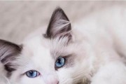 奥西猫的饲养指南（做一个负责任的奥西猫主人）