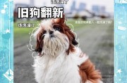 狗狗生完多久能洗澡？（母狗产后护理的注意事项与洗澡时间）