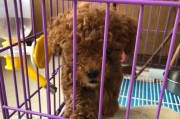 为什么狗狗起不来？（探究狗狗无法起床的原因及解决方法）